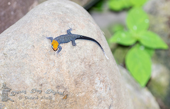 Orange-headed Lizard