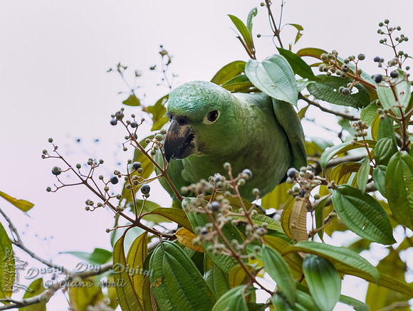 Mealy Parrot
