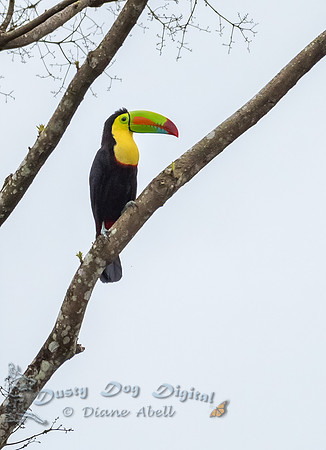 Keel-billed Toucan