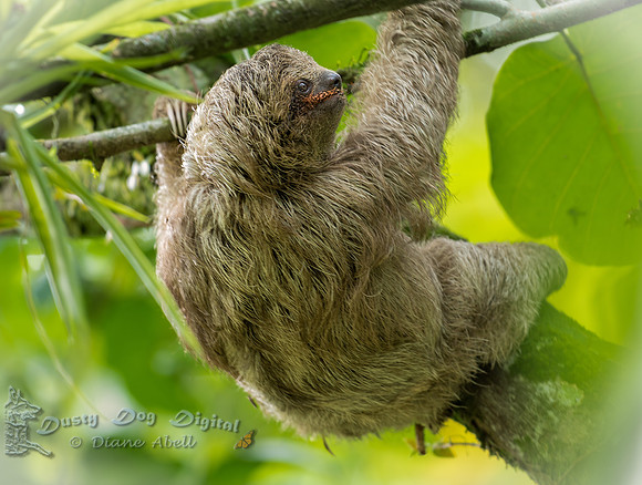 Three-toed Sloth