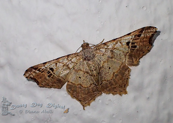 Little Moth