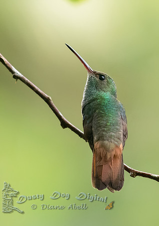 Rufous-tailed Hummingbird
