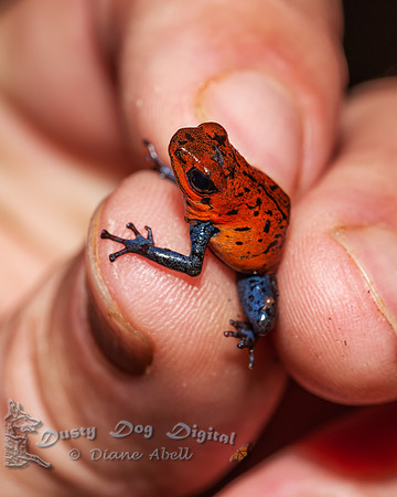 Poison Dart Frog
