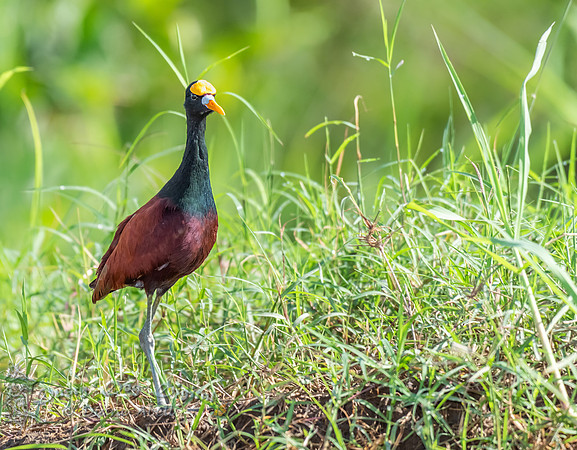 Northern Jacana