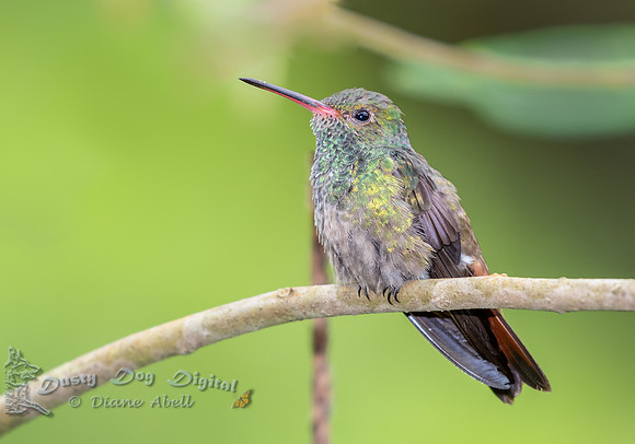 Hummingbird sp.