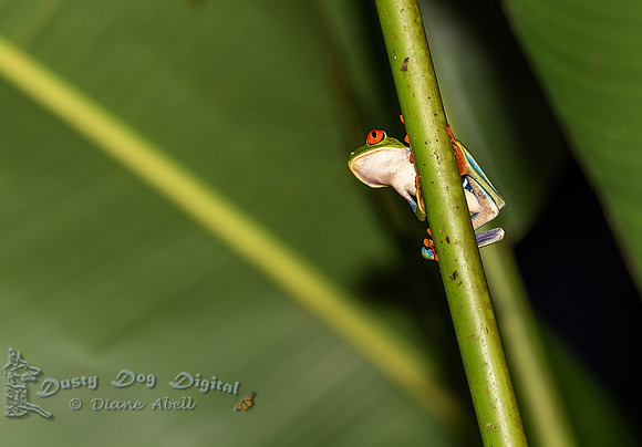 Red-eyed Tree Frog