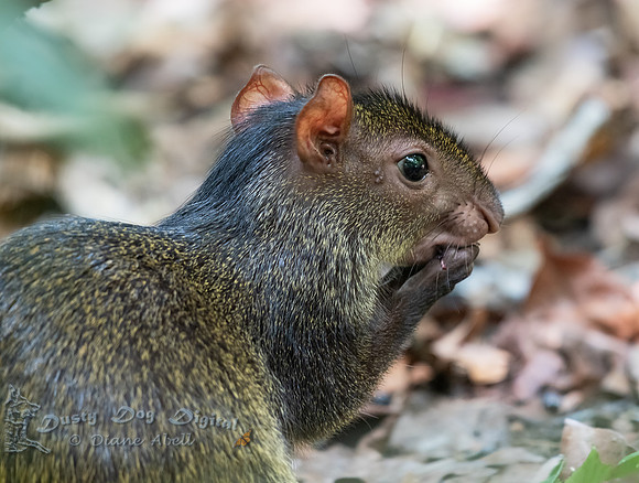 Agouti