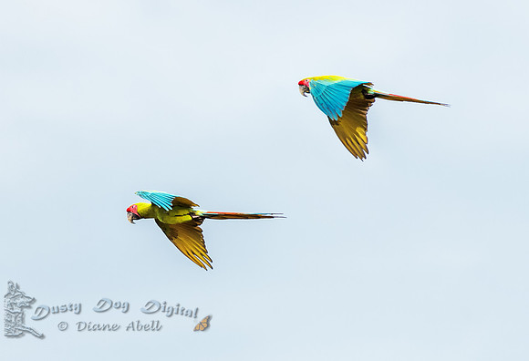 Great Green Macaws