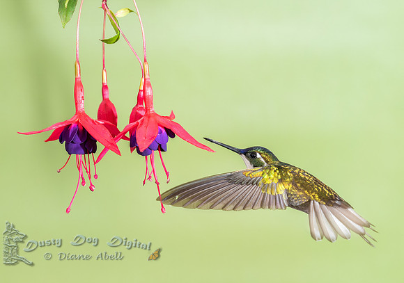 White-throated Mountain Gem
