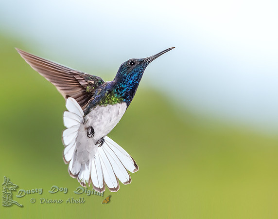 White-necked Jacobin