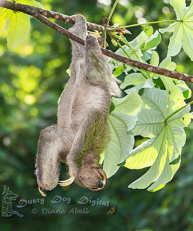 Three-toed Sloth