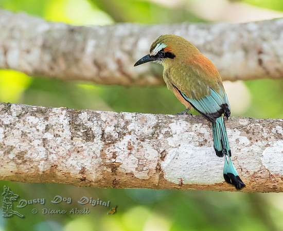 Turquoise-browed Motmot