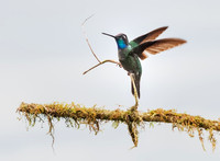 Hummingbird sp.