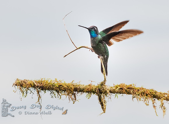 Hummingbird sp.