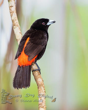 Cherries Tanager