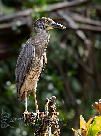 Yellow-crowned Night Heron, juvenile