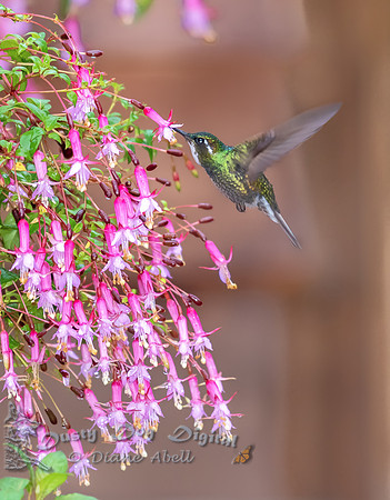 White-throated Mountain Gem, male
