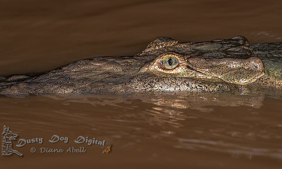 Crocodile Eye