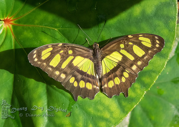 Malachite Butterfly, top side