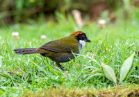 Chestnut-capped Brushfinch