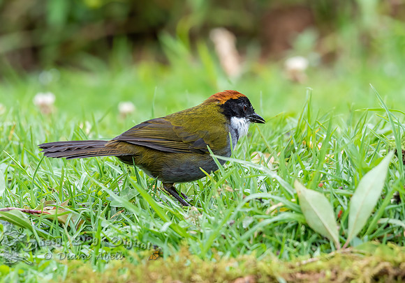 Chestnut-capped Brushfinch