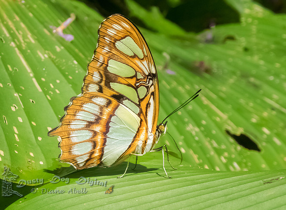 Malachite Butterfly, underside
