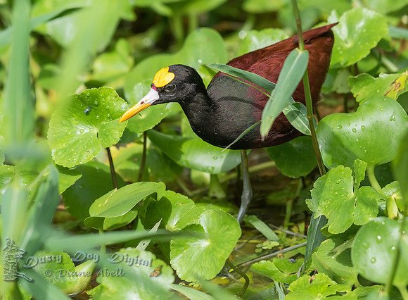 Northern Jacana