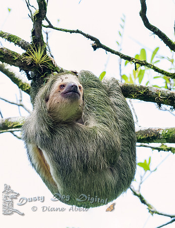 Three-toed Sloth