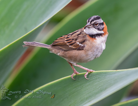 Rufous-collared Sparrow