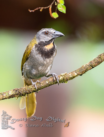 Buff-throated Saltator