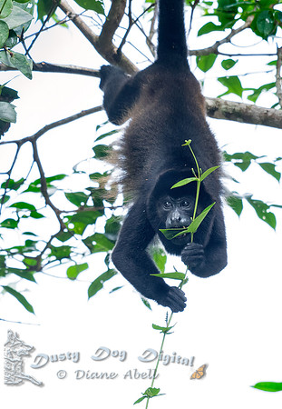 Howler Monkey