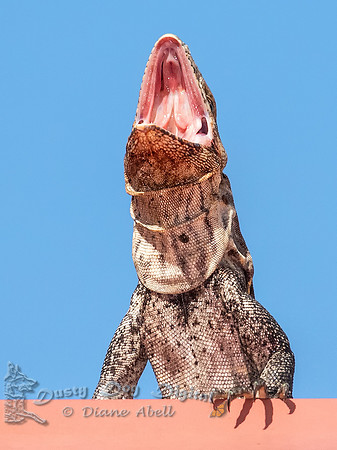 Iguana on the Roof