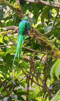 Resplendent Quetzal, male