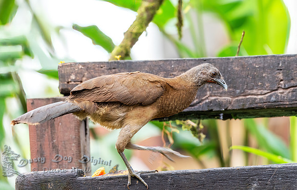 Plain Chachalaca