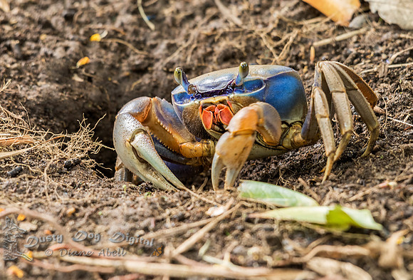 Blue Land Crab