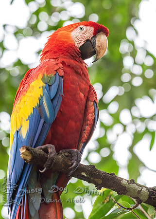 Scarlet Macaw