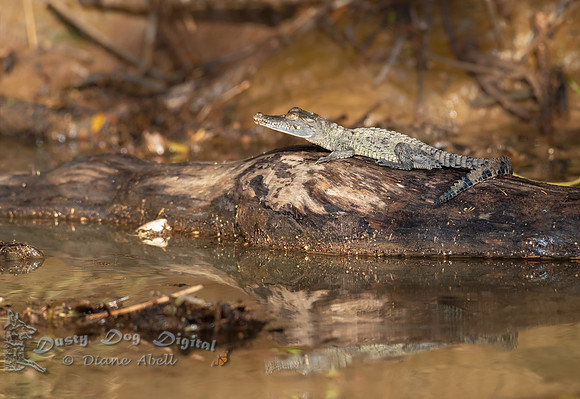 Baby Crocodile