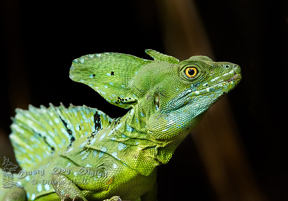 Baselisk Lizard