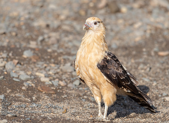 Yellow-headed Caracara
