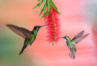 Green-crowned Brilliant and White-throated Mountain Gem