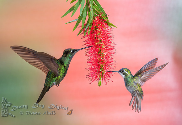 Green-crowned Brilliant and White-throated Mountain Gem