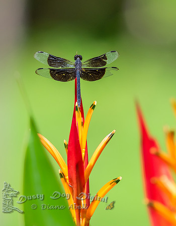 Black-winged Dragonlet