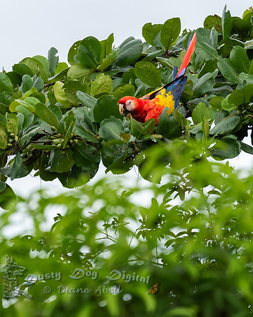 Scarlet Macaw