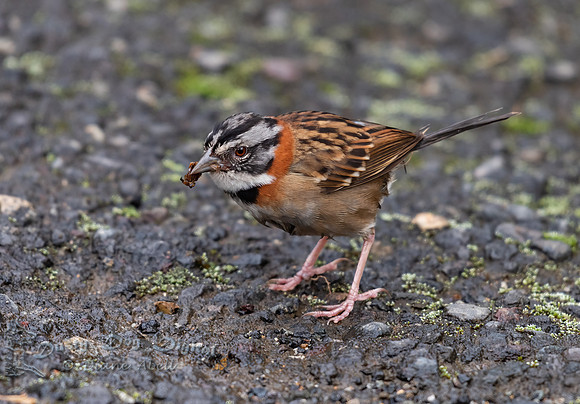 Rufous-collared Sparrow