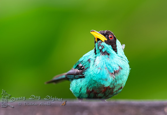 Green Honeycreeper, immature
