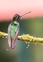 Violet-headed Hummingbird