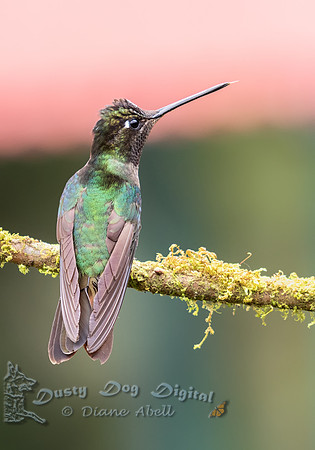 Violet-headed Hummingbird