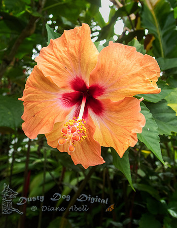 Salmon Hibiscus