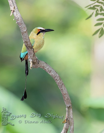 Turquoise-browed Motmot