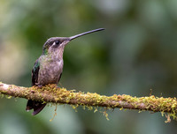 Hummingbird sp.